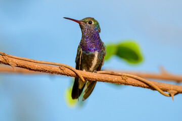 Sapphire-spangled Emerald (Chionomesa lactea)	