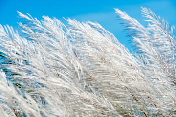 grass flower against blue sky
