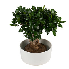 bonsai in a white ceramic flower pot