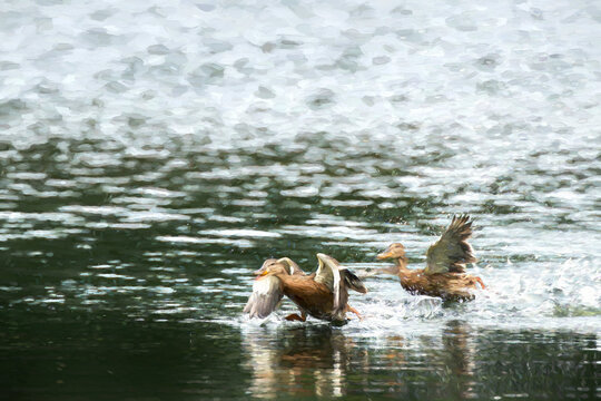 Digital illustration of two Mallard ducks taking off from a lake.