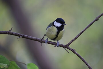 great tit in its natural environment in some bushes