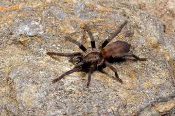 Europäische Vogelspinne // European tarantula species (Ischnocolus valentinus) - Spanien // Spain