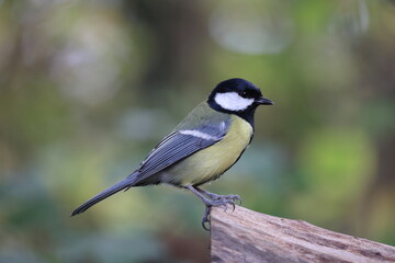 Obraz premium great tit in its natural environment in some bushes