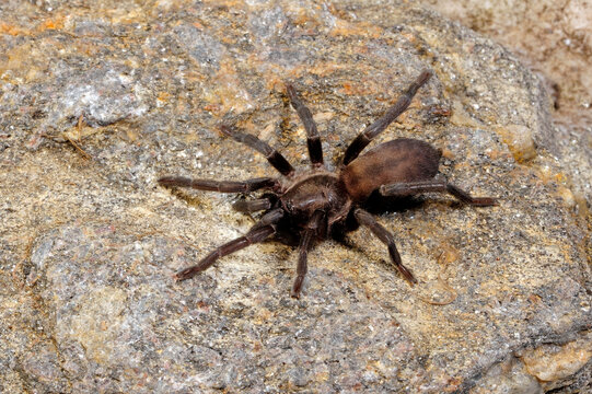 Europ&auml;ische Vogelspinne // European tarantula species (Ischnocolus valentinus) - Spanien // Spain
