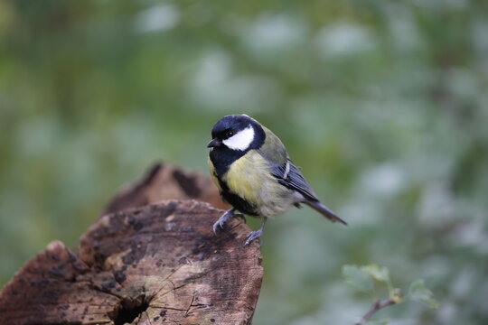 great tit in its natural environment in some bushes