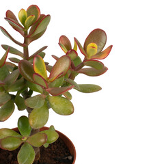 Crassula Ovata