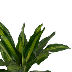 Dracaena fragrans detail