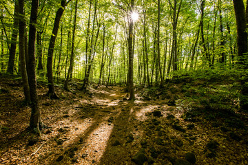 Obraz premium Spring sunrise in La Fageda D En Jorda Forest, La Garrotxa, Spai