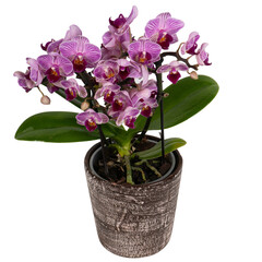 mini pink orchids in a vase
