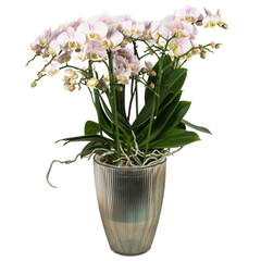 mini purple orchids in a glass vase