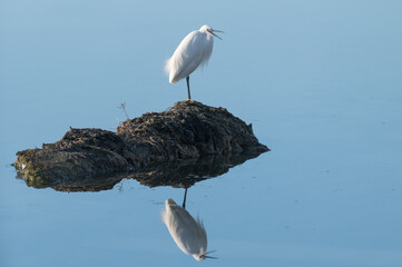Egretta garzetta - Little Egret - Aigrette garzette