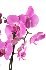 Naklejka na ściany i meble pink orchid isolated on white background