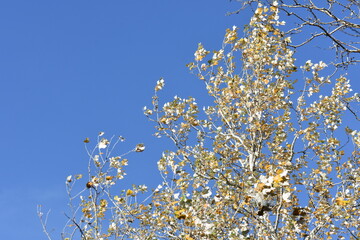blue sky and autumn tree top