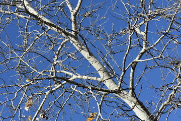 branches against sky