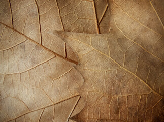 Autumn brown fallen overlapping leaves texture closeup