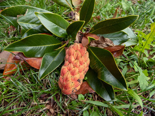 Magnolia grandiflora tree branch with blushy fruit and glossy leaves