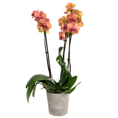 two branches orchids in a ceramic vase