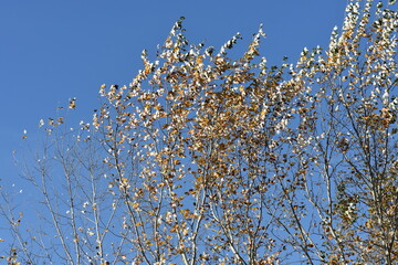 autumn tree and sky