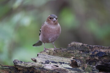 common chaffinch male in a woodland in central europe
