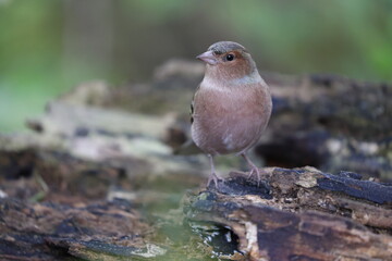 common chaffinch male in a woodland in central europe