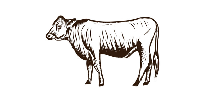 vector logo illustration of hand drawn cow