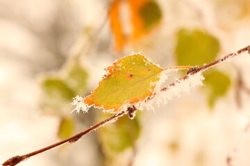 Hoarfrost on a silver birch leaf (Betula pendula).