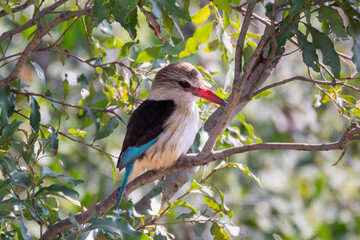Brown-hooded Kingfisher (Halcyon albiventris) - obrazy, fototapety, plakaty