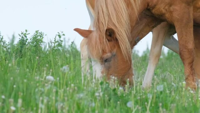 Close-up image of a red horse with a small foal grazing in a summer pasture.