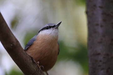 eurasian nuthatch searching for food