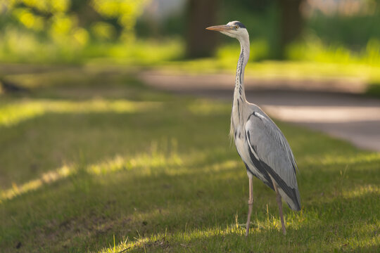 Grey heron - Ardea cinerea with yellow beak at green background. Photo from Milicz Ponds in Poland.