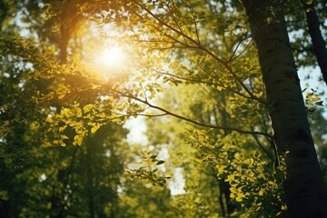Sunlight filtering through the leaves of a tree. Perfect for nature and outdoor themed projects.