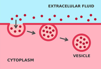 Endocytosis process. Cellular mechanism in which substances are brought into the cell. The material is surrounded by cell membrane to form a vesicle containing ingested material. Vector illustration. 