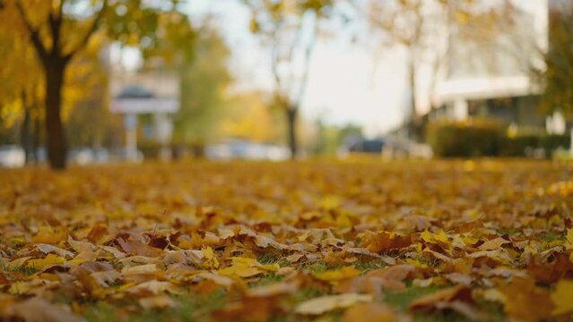 Wind sweeping dry fallen leaves on the ground, blurred forest background.