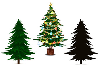 クリスマスツリーともみの木