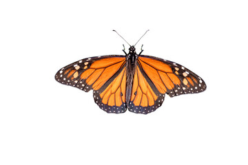 Fototapeta na wymiar A Showy male monarch butterfly or simply monarch (Danaus plexippus) isolated on white background