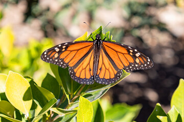 A Showy male monarch butterfly or simply monarch (Danaus plexippus) is a milkweed butterfly. Other common names, depending on region, include milkweed, common tiger, wanderer, and black-veined brown