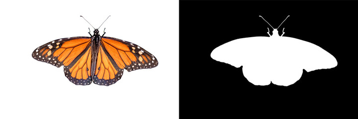 A Showy male monarch butterfly or simply monarch (Danaus plexippus) isolated on white background with clipping mask and path