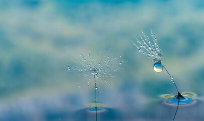 Dandelion flower seed with dew drops close up.