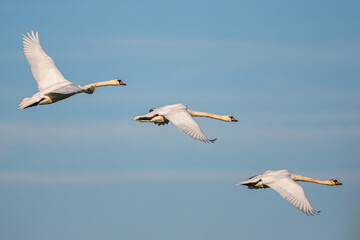 Fototapeta na wymiar Mute Swan, Cygnus olor in flight over marshes in winter