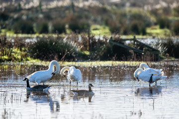 Mute Swan, Cygnus olor on marshes in winter