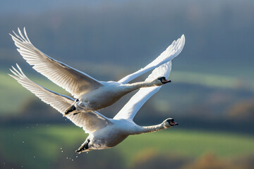 Mute Swan, Cygnus olor in flight over marshes in winter