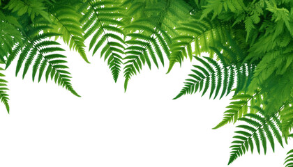 Fototapeta na wymiar fern leaf frame isolated on transparent background cutout