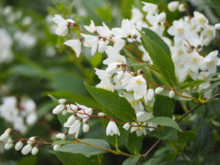 白い花　ヒメウツギ　卯の花