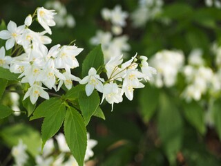 白い花　ヒメウツギ　卯の花