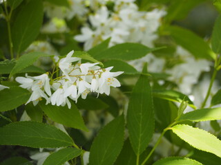 白い花　ヒメウツギ　卯の花