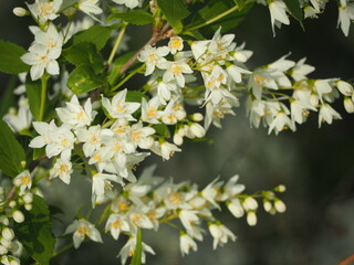 白い花　ヒメウツギ　卯の花
