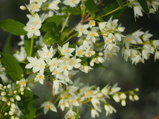 白い花　ヒメウツギ　卯の花