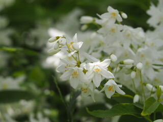白い花　ヒメウツギ　卯の花