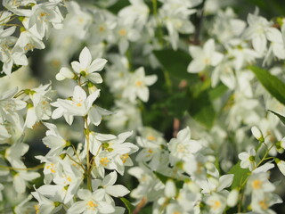 白い花　ヒメウツギ　卯の花