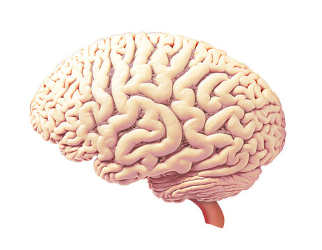 人間の脳みそイメージ画像